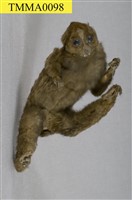 藏品(夜猴)的圖片